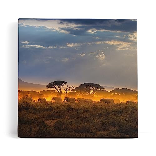 Paul Sinus Wandbild 80x80cm Elefantenherde Elefanten Afrika Wildnis Sonnenuntergang von Paul Sinus