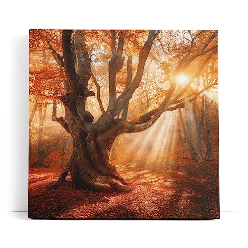 Paul Sinus Wandbild 80x80cm Große Eiche Baum Herbst Herbstblätter Sonnenstrahl Wald von Paul Sinus