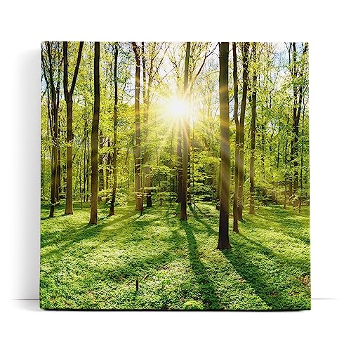 Paul Sinus Wandbild 80x80cm Grüner Wald Sonnenschein Lichtstrahlen Bäume Natur von Paul Sinus