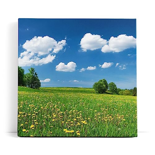 Paul Sinus Wandbild 80x80cm Landschaftsbild Wiese Bäume Natur Sommer blauer Himmel von Paul Sinus