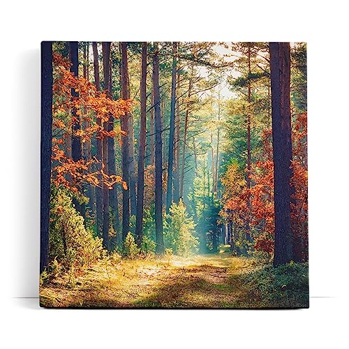 Paul Sinus Wandbild 80x80cm Wald Waldweg Bäume Sonnenstrahl Natur Herbst von Paul Sinus