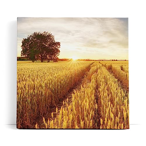 Paul Sinus Wandbild 80x80cm Weizenfeld Weizen Sonnenuntergang Baum Landschaft von Paul Sinus