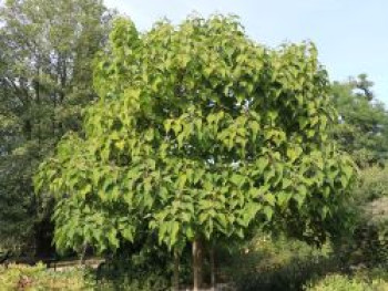 Blauglockenbaum, 30-40 cm, Paulownia tomentosa, Containerware von Paulownia tomentosa