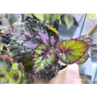 Begonia X Rex Königs Begonie Jungpflanze Begonia X Rex Königs Begonie Jungpflanze von PaulsPflanzenPlanet
