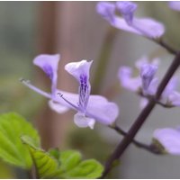 Jungpflanze/Plant Plectranthus Zuluensis, Harfenstrauch - Houseplant, Rareplant, Kübel- Zimmerpflanze von PaulsPflanzenPlanet