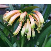 Jungpflanze/Small Plant Clivia Gardenii , Bush Lily - Succulents, Easy Care, Rare Houseplant Jungpflanze/Small Plant Clivia Gardenii , Bush Lily - Succulents, Easy Care, Rare Houseplant von PaulsPflanzenPlanet
