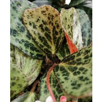 Jungpflanze Begonia Blancii Mottlet Form Jungpflanze Begonia Blancii Mottlet Form von PaulsPflanzenPlanet