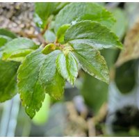 Jungpflanze - Begonia Fuchsioides, Fuchsia Begonie Houseplant, Easy Care, Rare von PaulsPflanzenPlanet