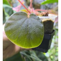 Jungpflanze Begonia Subnumerlarifolia - Rare Jungpflanze Begonia Subnumerlarifolia - Rare von PaulsPflanzenPlanet