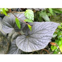Jungpflanze Begonia U508 Cote De Castillon Jungpflanze Begonia U508 Cote De Castillon von PaulsPflanzenPlanet