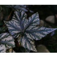 Jungpflanze Begonia X Aconitifolia " Gryphon ", Zimmer Begonie - Rare, Houseplantb von PaulsPflanzenPlanet