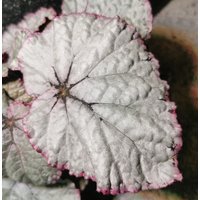 Jungpflanze Begonia X Rex " Hawaian Silver ", Begonie, Königsbegonie - Zimmerpflanze Jungpflanze Begonia X Rex " Hawaian Silver ", Begonie, Königsbegonie - Zimmerpflanze von PaulsPflanzenPlanet
