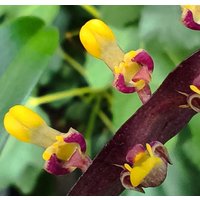 Jungpflanze Bulbophyllum Falcatum - Orchid Epiphyt, Terrarium, Easy Care Jungpflanze Bulbophyllum Falcatum - Orchid Epiphyt, Terrarium, Easy Care von PaulsPflanzenPlanet