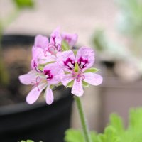Jungpflanze Pelargonium Graveolens, Duft Pelargonie , Geranie - Zimmerpflanze, Kübelpflanze Jungpflanze Pelargonium Graveolens, Duft Pelargonie , Geranie - Zimmerpflanze, Kübelpflanze von PaulsPflanzenPlanet