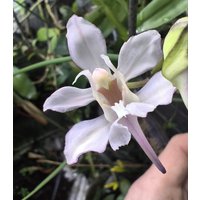 Papilionanthe Vandarum, Orchidee, Orchid - Houseplant, Terrarium, Rare Plant Papilionanthe Vandarum, Orchidee, Orchid - Houseplant, Terrarium, Rare Plant von PaulsPflanzenPlanet