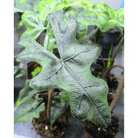 Pflanze Alocasia " Jacklyn ", Elefantenohr - Aroids Rare von PaulsPflanzenPlanet