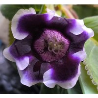 Pflanze Gloxinia " Kaiser Wilhelm - Houseplants, Gesneriads , Rareplants von PaulsPflanzenPlanet