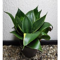 Pflanze Sansevieria Hahnii " Green ", Bogenhanf - Zimmerpflanze, Sukkulente von PaulsPflanzenPlanet