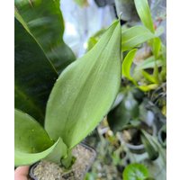 Pflanze Sansevieria Trifasciata " Moonligth ", Bogenhanf - Zimmerpflanze, Sukkulente Pflanze Sansevieria Trifasciata " Moonligth ", Bogenhanf - Zimmerpflanze, Sukkulente von PaulsPflanzenPlanet
