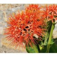 Zwiebel Blutblume, Scadoxus Multiflorus - Zimmerpflanzen, Kübelpflanze Zwiebel Blutblume, Scadoxus Multiflorus - Zimmerpflanzen, Kübelpflanze von PaulsPflanzenPlanet