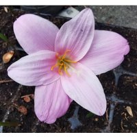 Zwiebel Zephyranthes Robustus, Regenlilie - Mehrjährig, Rarität, Kübelpflanze, Zimmerpflanze Zwiebel Zephyranthes Robustus, Regenlilie - Mehrjährig, Rarität, Kübelpflanze, Zimmerpflanze von PaulsPflanzenPlanet