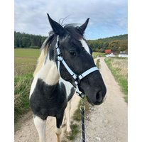 Wasserdichtes Biothane-Pferdehalfter Nach Maß von PawsAndPoniesDesign