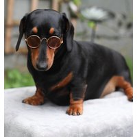 Hunde-Sonnenbrillen/Sonnenschirme Für Den Supercoolen Look - Perfekt Kleinere Hunde Und Katzen von Pawshbits