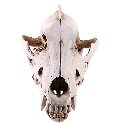 Schakal-Totenkopf-Skelett-Figur aus Kunstharz, realistische Tierstatue, Ornament für Aquarium, Zuhause, Halloween, Party-Dekoration, Weiß Schakal-Totenkopf-Skelett-Figur aus Kunstharz, realistische Tierstatue, Ornament für Aquarium, Zuhause, Halloween, Party-Dekoration, Weiß von PawwJoy