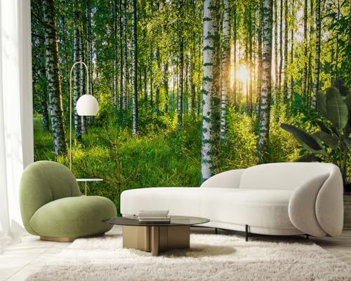 PaxGloz Fototapete Birkenwald Tapete Sonnenlicht Grün Wald Tapeten Vliestapete Modern Wandtapete Wohnzimmer Schlafzimmer Kinderzimmer Wanddeko Motivtapeten 300 x 210 cm (B x H) von PaxGloz