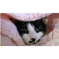 Babydecke - Handgehäkelt Rosa Im Basketweave-Muster Mit Fransen Acryl, Maschinenwäsche Und Trockner, Einzelling, Versandkostenfrei Babydecke - Handgehäkelt Rosa Im Basketweave-Muster Mit Fransen Acryl, Maschinenwäsche Und Trockner, Einzelling, Versandkostenfrei von PeaknitGallery