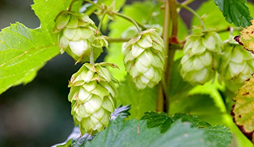 Humulus lupulus 60-80 cm – Winterhart, Mehrjährig, Pflegeleicht – Wilder Hopfen – Kletterpflanze für Pergola & Rankhilfe Humulus lupulus 60-80 cm – Winterhart, Mehrjährig, Pflegeleicht – Wilder Hopfen – Kletterpflanze für Pergola & Rankhilfe von Peciborsc Pflanzenraritäten