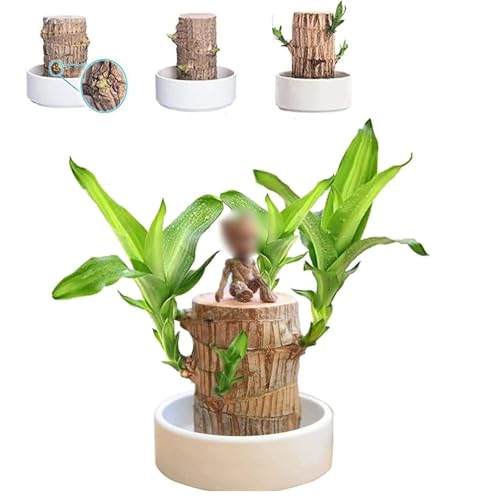 Mini Brazil Lucky Wood,Brazilian Lucky Bamboo Wood Hydroponic Potted Plant Stump,Hydroponic Lucky Wood,Indoor Office Desktop Plant (Lucky Wood + Doll) von Pelinuar