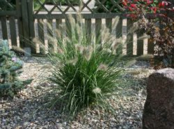 Lampenputzergras 'Hameln', Pennisetum alopecuroides 'Hameln', Topfware von Pennisetum alopecuroides 'Hameln'