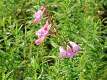Großblütiger Bartfaden 'Apple Blossom', Penstemon x cultorum 'Apple Blossom', Topfware von Penstemon x cultorum 'Apple Blossom'