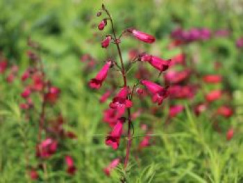 Großblütiger Bartfaden 'Garnet', Penstemon x cultorum 'Garnet', Topfware von Penstemon x cultorum 'Garnet'