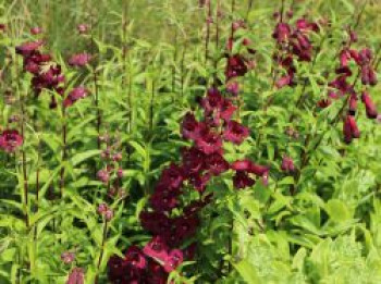 Großblütiger Bartfaden 'Rich Ruby', Penstemon x cultorum 'Rich Ruby', Topfware von Penstemon x cultorum 'Rich Ruby'