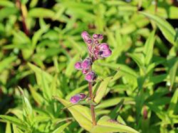 Großblütiger Bartfaden 'Sour Grapes', Penstemon x cultorum 'Sour Grapes', Topfware von Penstemon x cultorum 'Sour Grapes'