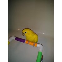 1/2" Pvc Bad & Dusche, Papagei Reisen, Persch Kostenloser Versand #9 1/2" Pvc Bad & Dusche, Papagei Reisen, Persch Kostenloser Versand #9 von PerchPerfect