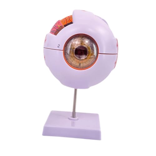 perfeclan Anatomisches Modell des menschlichen Auges, Anzeigemodell, genaue Simulation mit Ständer, zerlegte 4D-Schreibtischfigur für Forschungslabor von Perfeclan