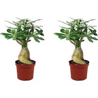 Perfect Plant | 2er Set Adenium Desert Rose Zimmerpflanzen von Perfect Plant