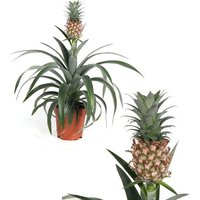 Perfect Plant | 2er-Set Ananas mi Amigo von Perfect Plant