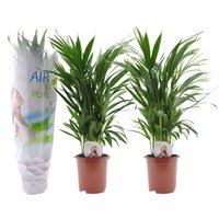 Perfect Plant | 2er Set Areca Lutescens Luftreinigende Palmen von Perfect Plant