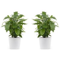 Perfect Plant | 2er Set Coffea Arabica Kaffeepflanzen von Perfect Plant