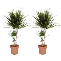 Perfect Plant | 2er Set Dracaena Marginata von Perfect Plant