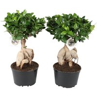 Perfect Plant | 2er Set Ficus Ginseng Bonsai von Perfect Plant