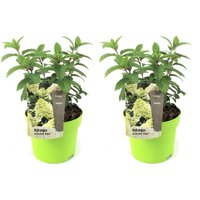 Perfect Plant | 2er Set Hortensie paniculata Bobo von Perfect Plant