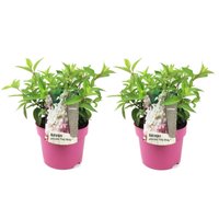 Perfect Plant | 2er Set Hortensie paniculata Pinky Winky Perfect Plant | 2er Set Hortensie paniculata Pinky Winky von Perfect Plant