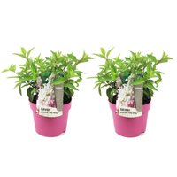 Perfect Plant | 2er Set Hortensie paniculata Pinky Winky von Perfect Plant