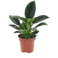 Perfect Plant | 2er Set Philodendron Grüne Prinzessin von Perfect Plant