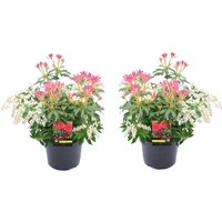 Perfect Plant | 2er Set Pieris Waldflamme von Perfect Plant